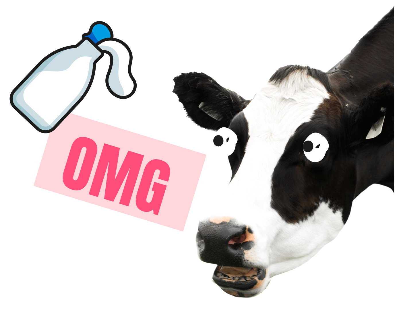 Cow shocked bottle